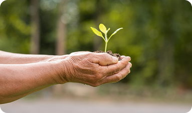 Plantio consciente